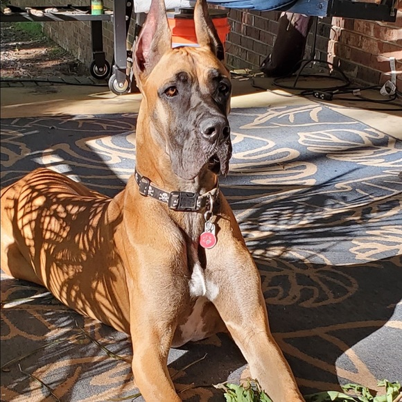 Meet your Posher, Angela - Picture 2 of 5